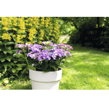 Hortensie im Topf im Garten