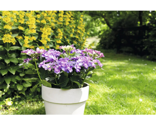 Hortensie im Topf im Garten