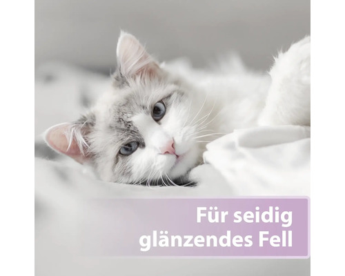 Nahaufnahme einer Katze mit seidig glänzendem Fell