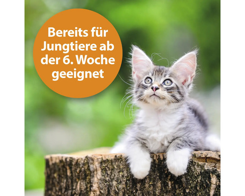 Junge Katze ab der sechsten Woche geeignet