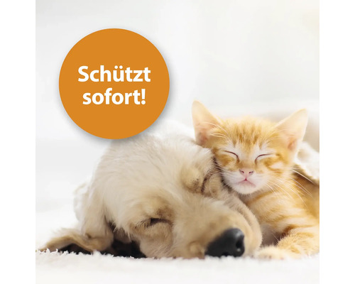 Hund und Katze schlafen. Aufkleber: Schützt sofort!