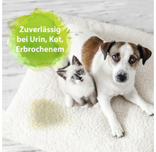 Hund und Katze liegen auf einer Decke mit Fleck