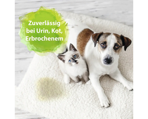 Hund und Katze auf einem Teppich mit Fleck