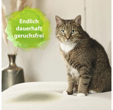 Getigerte Katze sitzt auf einer Decke mit der Aufschrift: Endlich dauerhaft geruchsfrei.