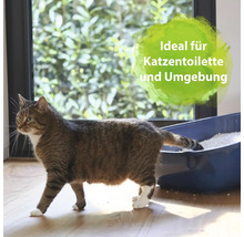 Katze neben einer Katzentoilette