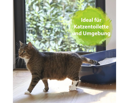 Katze neben einer Katzentoilette