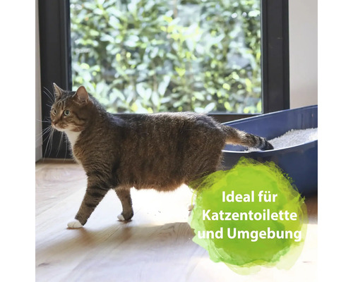 Katze geht in eine Katzentoilette mit Katzenstreu