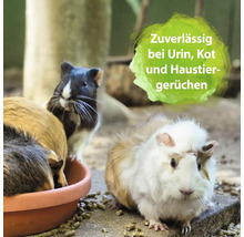 Mehrere Meerschweinchen fressen in einer Schale. Geeignet bei Urin, Kot und Haustiergerüchen