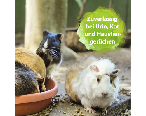 Mehrere Meerschweinchen fressen in einer Schale. Geeignet bei Urin, Kot und Haustiergerüchen