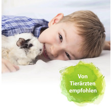 Junge liegt mit Meerschweinchen auf einem Kissen. Empfohlen von Tierärzten.