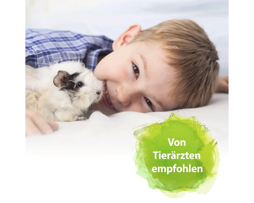 Junge liegt mit Meerschweinchen auf einem Kissen. Empfohlen von Tierärzten.