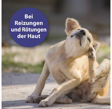 "Hund kratzt sich am Körper