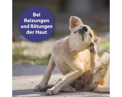 "Hund kratzt sich am Körper