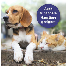 Beagle und Katze ruhen nebeneinander, geeignet für andere Haustiere