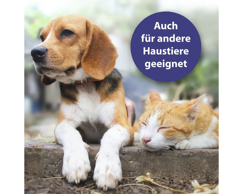 Beagle und Katze ruhen nebeneinander, geeignet für andere Haustiere