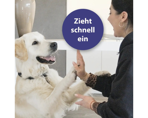 "Frau gibt Golden Retriever High Five