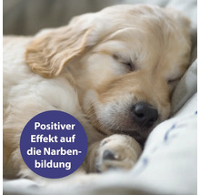 Wundpflege Canosept® Wundgel für Hunde 20 ml geruchs- und farblos für eine optimale Wundversorgung bei tierischen Verletzungen