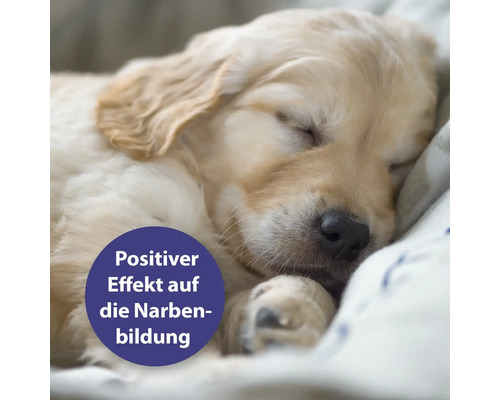 Schlafender Golden Retriever Welpe mit dem Hinweis: Positiver Effekt auf die Narbenbildung.