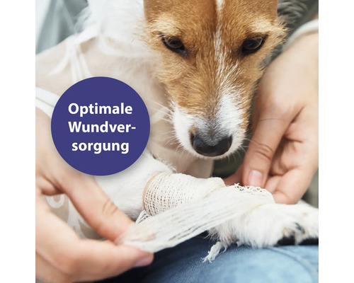 Ein Hund erhält einen Verband am Bein. Optimale Wundversorgung für Tiere.