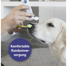 Hund bekommt mit Zahnbürste und Zahnpasta die Zähne geputzt
