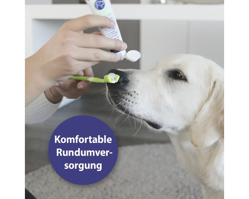Hund bekommt mit Zahnbürste und Zahnpasta die Zähne geputzt