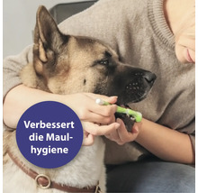 Eine Person putzt einem Hund die Zähne mit einer Zahnbürste zur Verbesserung der Maulhygiene.