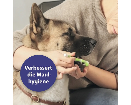Eine Person putzt einem Hund die Zähne mit einer Zahnbürste zur Verbesserung der Maulhygiene.