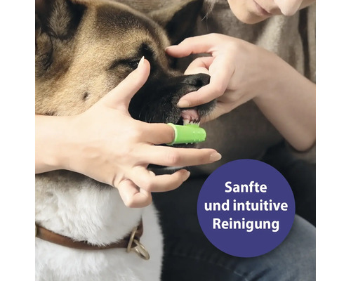 Eine Person putzt mit einer Fingerzahnbürste die Zähne eines Hundes.