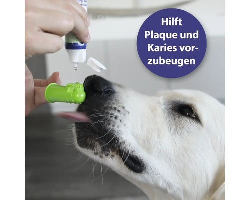 Ein Hund bekommt eine Zahnbürste und Zahnpasta für Hunde.