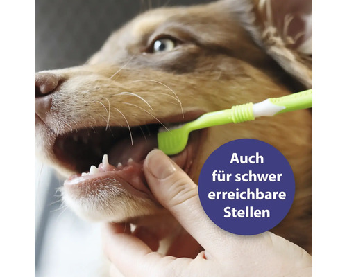 Hund bekommt Zähne mit einer Zahnbürste geputzt. Für schwer erreichbare Stellen