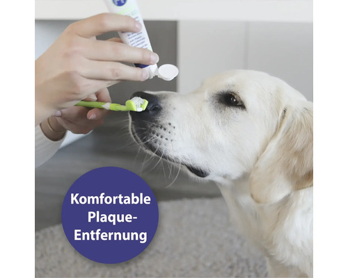Hund erhält Zahnpasta auf Zahnbürste zur Plaqueentfernung
