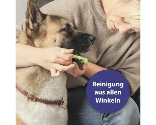 Frau putzt ihrem Hund mit einer Zahnbürste die Zähne