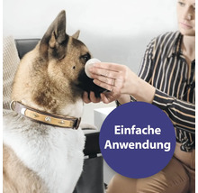 Frau reinigt Hund mit Wattepad