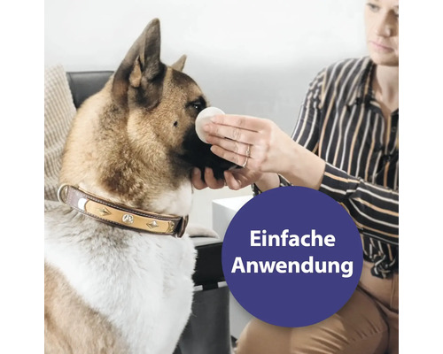 Frau reinigt Hund mit Wattepad