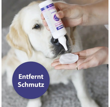 Hund erhält Ohrenpflege mit Reinigungslösung und Wattepad