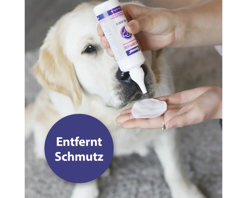 Hund erhält Ohrenpflege mit Reinigungslösung und Wattepad