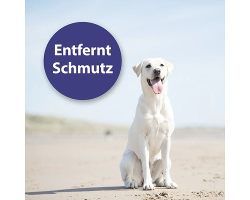 Ein sitzender, heller Labrador Retriever auf Sand mit dem Text Entfernt Schmutz