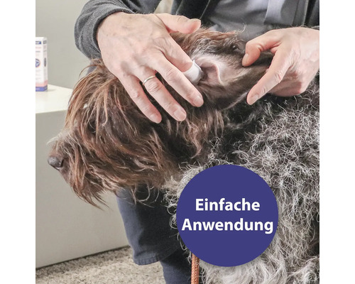 Ohrenpflege bei einem Hund mit einem Wattepad