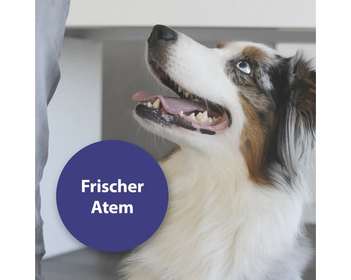 Porträt eines Hundes mit offenem Maul und dem Text Frischer Atem