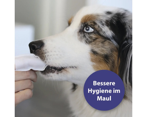 Einem Hund werden die Zähne mit einem Tuch gereinigt.