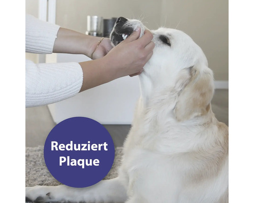 "Eine Person reinigt das Gebiss eines Hundes