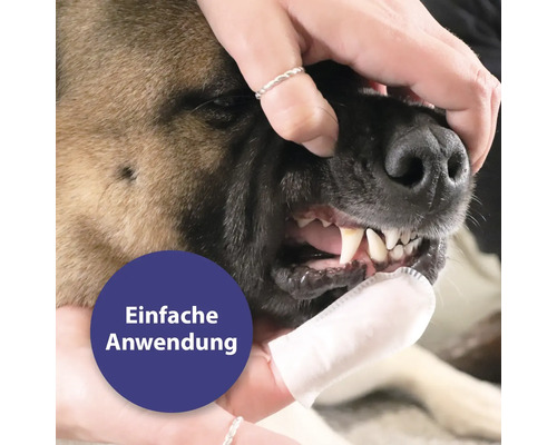 Reinigung der Zähne eines Hundes mit einem Fingerling