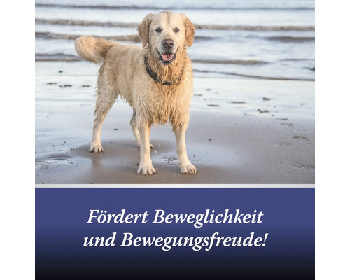 Ein Retriever steht am Strand. Fördert Beweglichkeit und Bewegungsfreude.