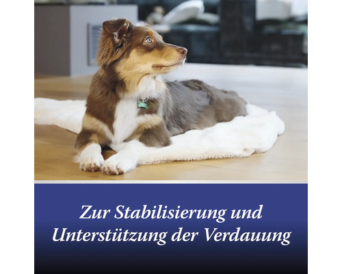 Hund liegt auf einem Teppich zur Stabilisierung und Unterstützung der Verdauung