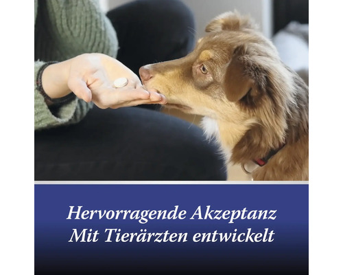 Ein Hund nimmt eine Tablette aus der Hand einer Person.