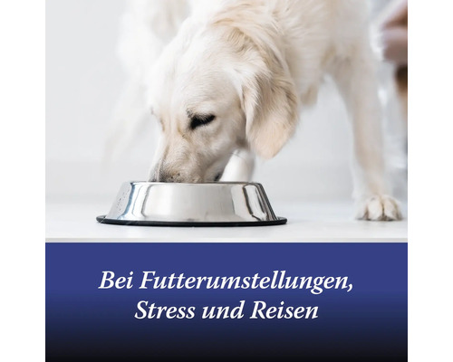 Ein Hund frisst aus einem Futternapf bei Futterumstellungen, Stress und Reisen.