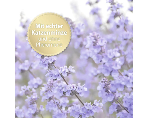 Katzenminze ohne Pheromone