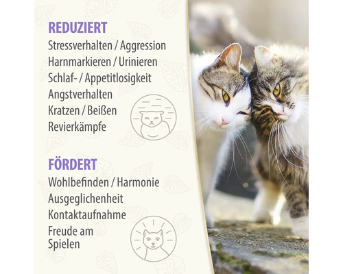 Informationen zum Reduzieren von Stressverhalten und zur Förderung des Wohlbefindens bei Katzen