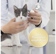 Tierarzt untersucht Katze mit Otoskop, empfohlen von Tierärzten