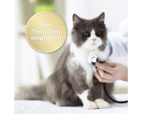 Tierarzt untersucht Katze mit Stethoskop, empfohlen von Tierärzten